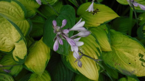 Close-up of flowers