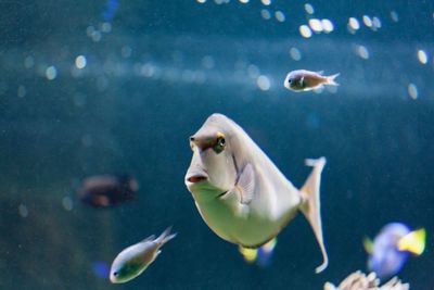 Close-up of fish swimming in aquarium