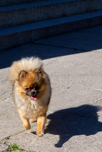 Portrait of a dog on the road