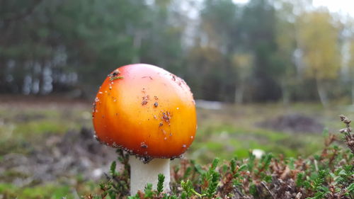 Close-up of orange mushroom growing on field