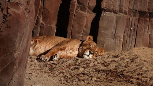 Lion relaxing in a zoo