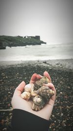 Cropped hand holding seashells at beach