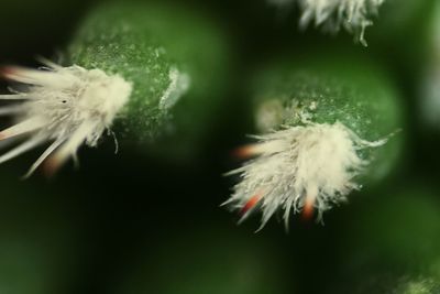 Close-up of dandelion against blurred background