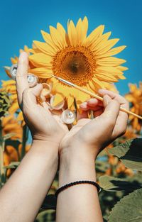 Close-up of hand holding sunflower