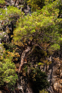 Full frame shot of tree