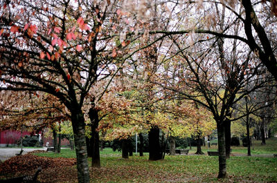 Trees in park