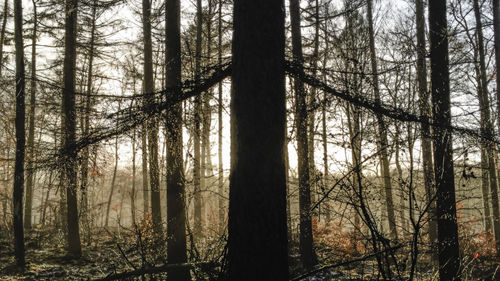 Bare trees in forest