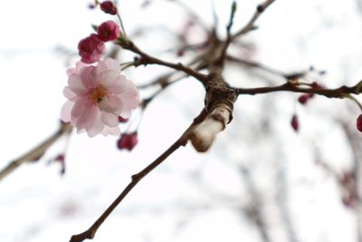 Low angle view of cherry blossoms in spring