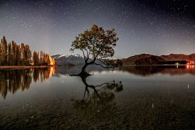 Tree growing amidst lake by snowcapped mountains against starry sky