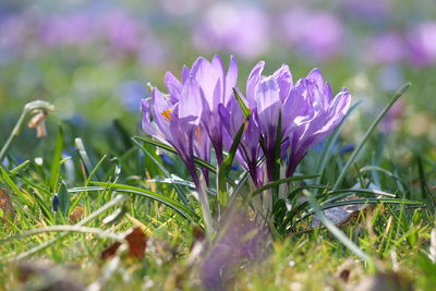 Close-up of purple crocus flowers on field