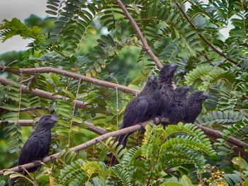 Low angle view of bird perching on tree