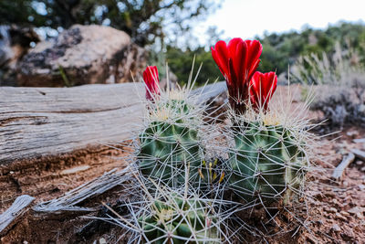 Close-up of red cactus flower growing on field