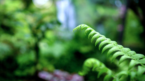 Close-up of fern leaves in forest