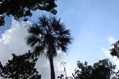 Low angle view of trees against sky