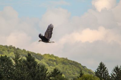 Low angle view of eagle flying against sky