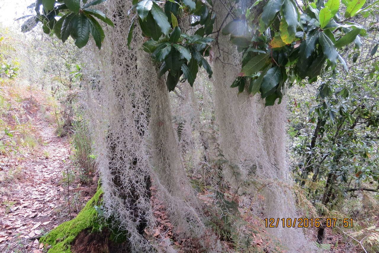 growth, nature, plant, tree, day, outdoors, leaf, green color, no people, beauty in nature, tree trunk, branch