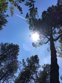 Low angle view of trees against sky