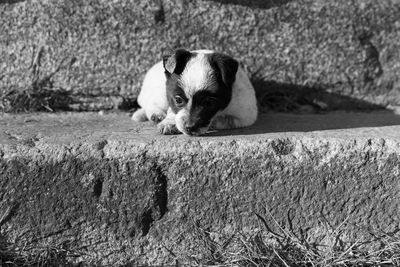 Portrait of dog relaxing on field