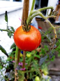 Close-up of orange on plant