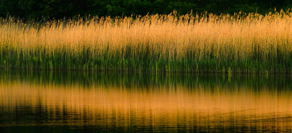 Scenic view of lake