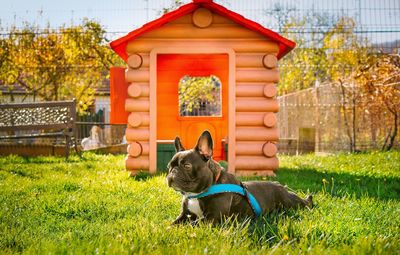 View of a french bulldog dog on grass by dog house on yard