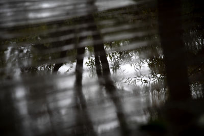 Blurred motion of wet trees in forest