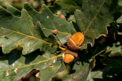 Close-up of fruits growing on tree