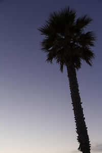 Low angle view of palm tree against clear sky