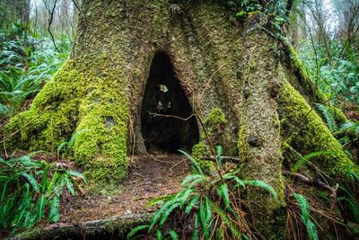 Moss growing on tree trunk in forest