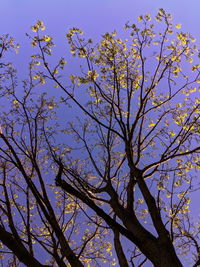 Low angle view of flowering tree against blue sky