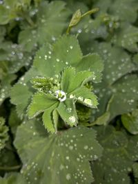 Close-up of raindrops on leaves