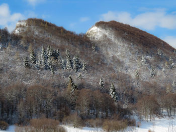 Low angle view of trees on mountain against sky