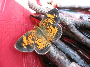 Close-up of butterfly perching on leaf