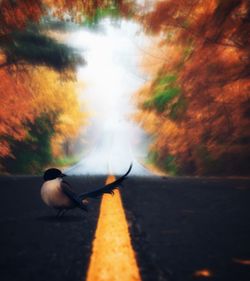 Seagull perching on a road