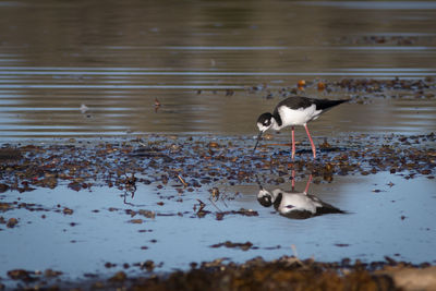 Birds in lake