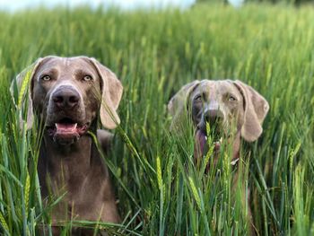 Portrait of dog on grass