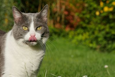 Close-up of domestic cat on field