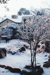 Snow covered trees