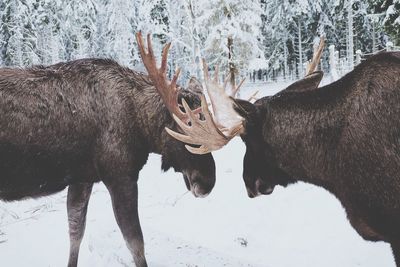 Side view of horned animals on snow