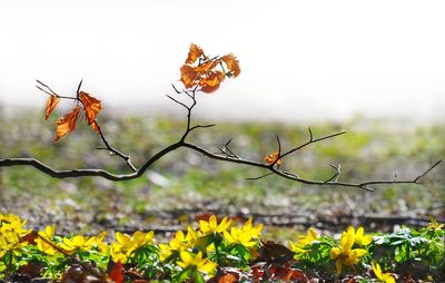 Close-up of butterfly on plant