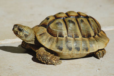 Close-up of turtle