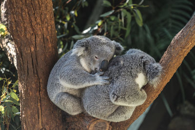 View of sheep sleeping on tree trunk