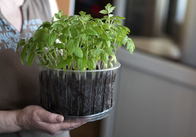 A woman holds in her hands a container from a cake in which a seedling of tomato is planted. 
