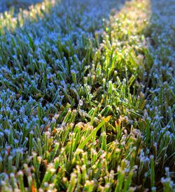 Close-up of plants growing on field