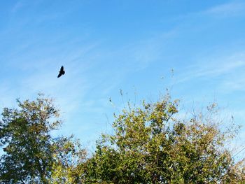 Low angle view of bird flying against blue sky