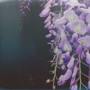 Close-up of purple flowers