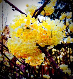 Close-up of yellow flower