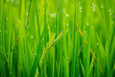 Macro photo of rice pests among the nets in green rice and morning dew