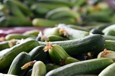 Close-up of fruits on plant
