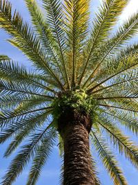 Low angle view of palm tree against sky